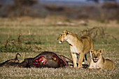 Lionesses guarding their wildebeest kill