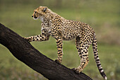 Cheetah cub climbing up a tree