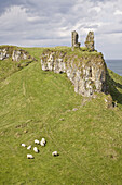 Ruins of Dunseverick Castle with sheep in front, UK