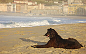 Afghan greyhound black lying on the beach of fine sand of the shell at dusk in San Sebastian, on the bottom covered buildings of the city. San Sebastian, Basque Country, Spain.