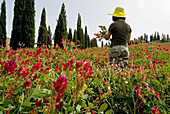 Crete Senesi area, Tuscany, Italy