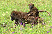 Baby chacma baboon rigin on adults back in Lake Nakuru National Park, Kenya