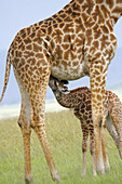 A Masaii giraffe nursing her calf in the Masaii Mara, Kenya