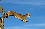 A Cougar Leaps Out of A Tree