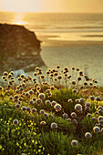 Beach Wildflowers, Praia do Malhao, Vila Nova de Milfontes, Alentejo, Portugal