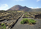 Vineyard field and Corona volcano  Yé  Lanzarote island  Canary Islands  Spain