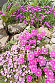 Blumen in einem Steingarten, Frühling, Castellabate, Cilento, Italien