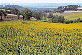 Sunflowers in a field, Lot-et-Garonne, Lot et Garonne, France