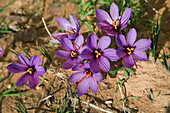 Saffron crocus. Toledo province, Castilla-La Mancha, Spain