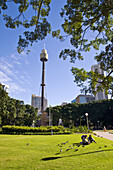 View of Sydney Tower from Hyde Park,  Sydney. New South Wales,  Australia