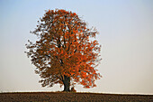 Limetree in autumn