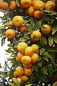 Oranges. Valencia,  Comunidad Valenciana,  Spain