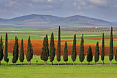 España. La Mancha. Typical landscape near Santa Cruz de Mudela.