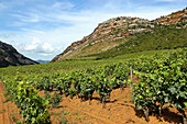 Vineyards of the AOC (Appellation d’origine contrôlée) Patrimonio Wine and AOC Muscatel of the Corsica Cape