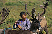 Tsaatan woman bringing reindeers to their grazing grounds. Red taiga. Khovsgol province. Mongolia