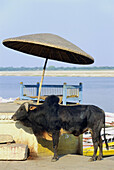 HOLY COW ANG GANGES RIVER, VARANASI, UTTAR PRADESH, INDIA