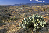 Prickly pear cactus off Bloody Basin Road, Agua Fria National Monument, Arizona, USA