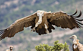 Griffon vulture (Gyps fulvus), landing