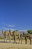 Morocco, near Tafraoute, three camels