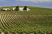 Vineyards, Jerez de la Frontera. Cadiz province, Andalucia, Spain