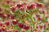 Barrilla o Escarcha (Mesembryanthemum crystallinum). El Hierro. Islas Canarias. España