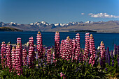 Amazing, Aoraki, Blue, Canterbury, Color, Colour, Colourful, Deep, Flowers, Glacier, Ice, Island, Lupin, Lupine, Lupines, Lupins, Lupinus, Majestic, Maori, Mount Cook, Mountain range, Nature, New, New Zealand, Oceania, Outdoors, Panoramic, Peak, Route, sc