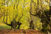 Orabidea is a forest spot, located in Baztan, an area of the north of Navarra, close to the French border. There is a path at the end of Orabideas road leading to the Hells Mill (Infernuko Errota) built on the river.