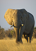 African Elephant (Loxodonta africana) _ Male, Savuti, Chobe National Park. Botswana