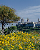 View to Mdina over wildflowers, Mdina, Malta, Maltese Islands