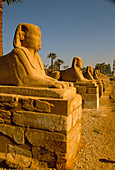 Temple of Luxor, Avenue of Sphinxes, Luxor, Egypt