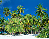 Palm Trees, Bandos Island, North Male Atol, The Maldives