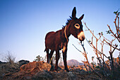 Small Donkey, Emborio, Nisyros Island, Greek Islands