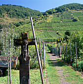 Vineyards, Cochem (Mosel Valley), Rhineland-palatinate, Germany