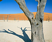 Close up of Dead Vlei Tree in Desert, Namib Naukluft Park, Namib Desert, Namibia