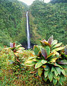 Akaka Falls, Hawaii Island, Hawaii, Usa