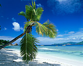 Beach Scene, Anse Severe, La Digue, Seychelles