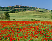 View across Poppy Field to Town, Pienza, Tuscany, Italy
