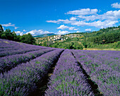 Lavender & Village View, Aurel, Provence, France