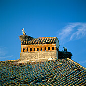 Nesting Storks, Caceres, Extremadura, Spain