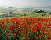 Poppy Field, General, Landscape, Tuscany, Italy