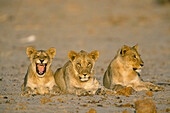 Lion Cubs, Etosha National Park, Namibia