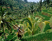Rice Terraces, General, Bali, Indonesia