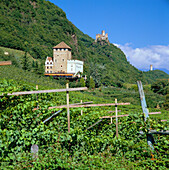 View over Vineyards Towards Castle Kors, Oltradige, Trentino-Alto Adige, Italy