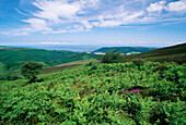 Moorland Landscape, Exmoor, Somerset, UK, England