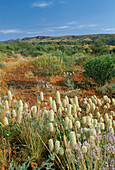 Namatjira Drive, West Macdonnell National Park, Northern Territory, Australia