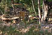 TIGRESS IN WOODLAND, RANTHAMBORE NATIONAL PARK, RAJASTHAN, INDIA