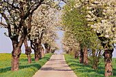 Allee mit Kirschbäumen, blühend, Sachsen, Deutschland