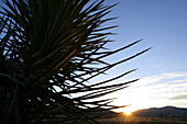 View through a Joshua Tree into the sunset, Joshua Tree National Park, Twentynine Palms, California, USA