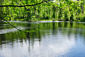 Stausee Martinsklause, Waldhäuser, Spiegelau, Nationalpark Bayerischer Wald, Niederbayern, Bayern, Deutschland