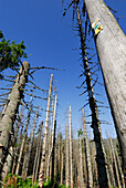 Dead forest, Great Rachel, Bavarian Forest National Park, Lower Bavaria, Bavaria, Germany